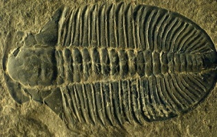 Fossil of a trilobite