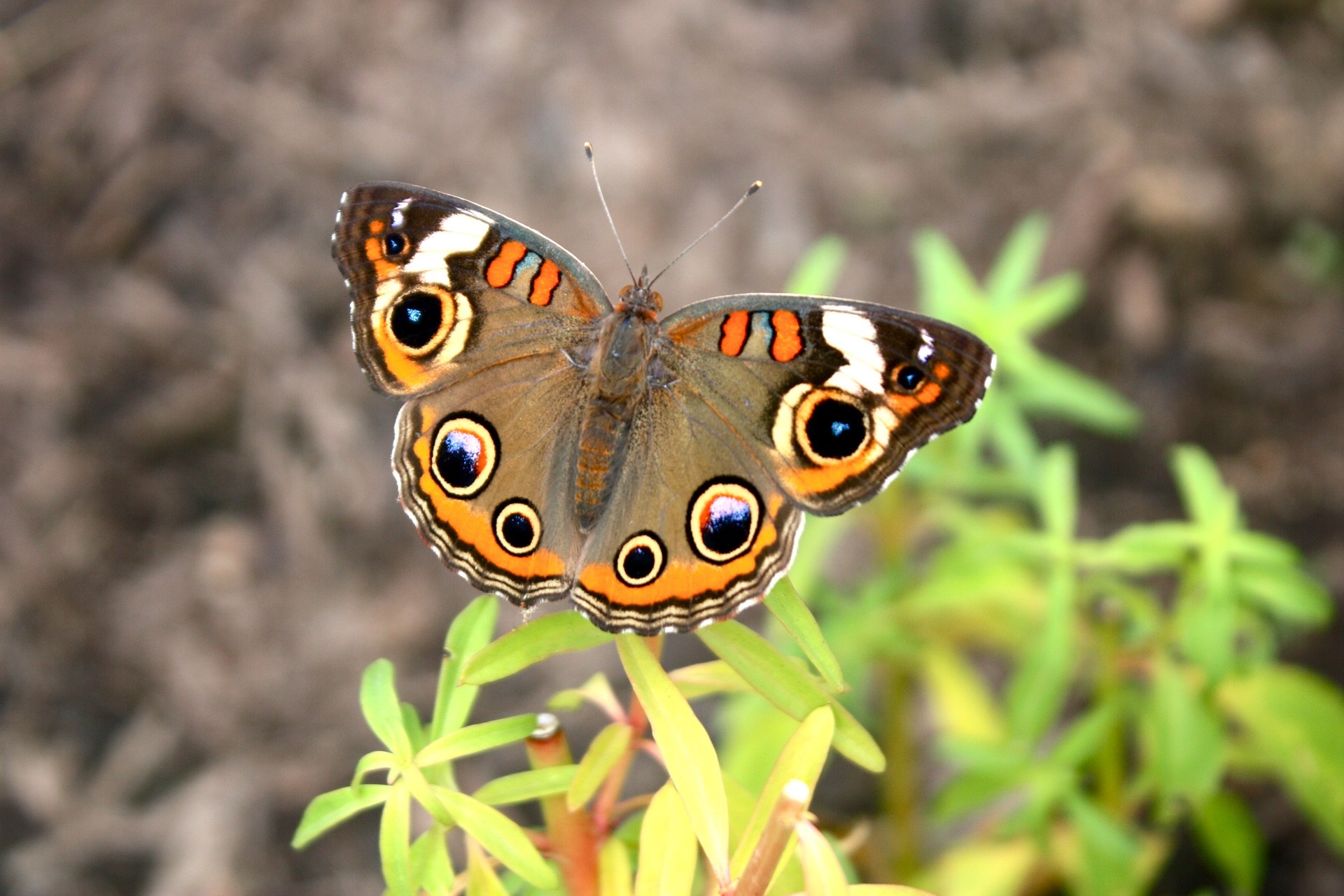 Junonia coenia