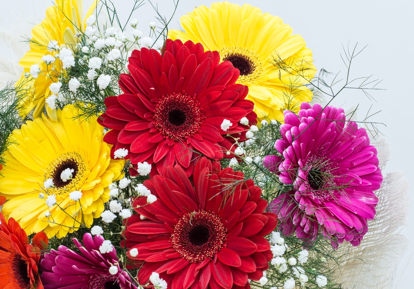 Gerbera's